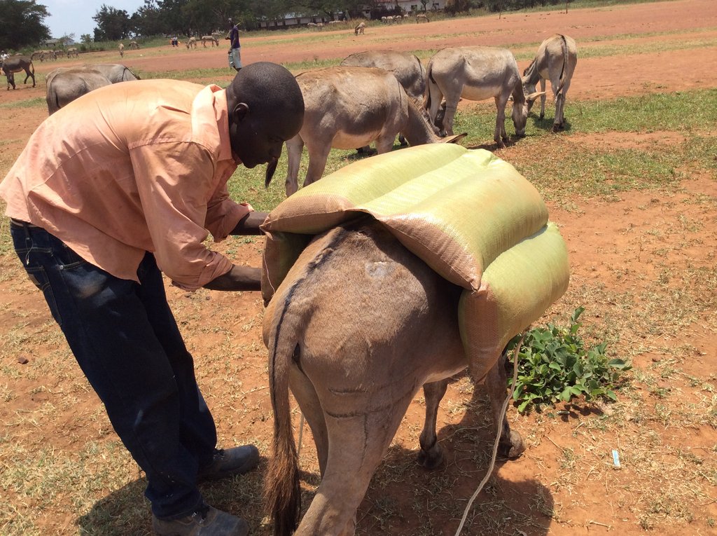 Help Poor Working Donkeys at Local Gold Mines