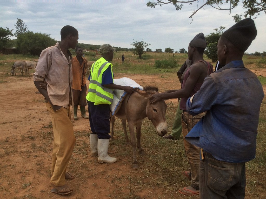Help Poor Working Donkeys at Local Gold Mines