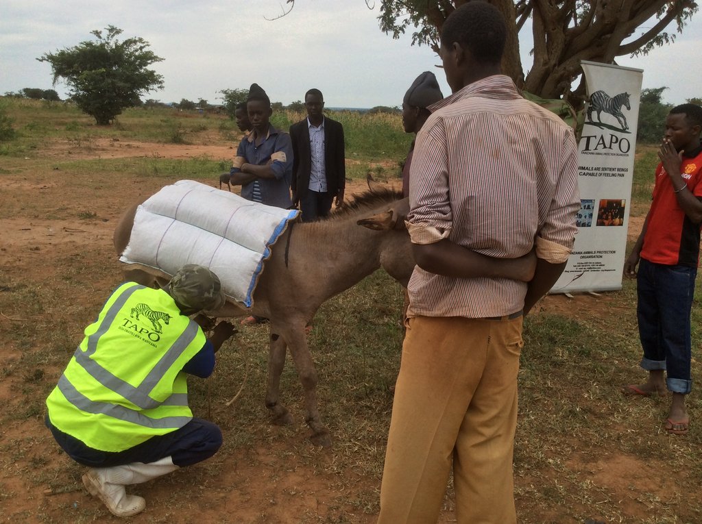 Help Poor Working Donkeys at Local Gold Mines
