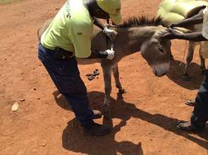 Donkey treatment