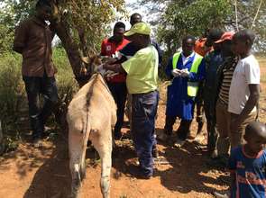 Donkey Welfare training