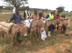 Donkey pack saddle training