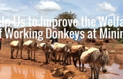 Help Poor Working Donkeys at Local Gold Mines