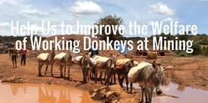 Help Poor Working Donkeys at Local Gold Mines