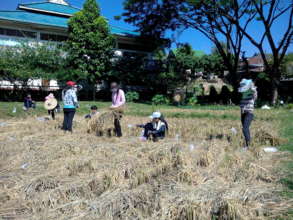 Bundling the cut rice