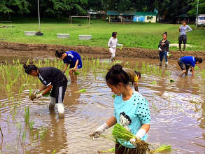 Replanting the rice saplings