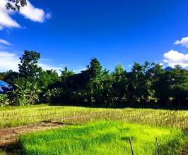 Sunshine on DEPDC's rice fields