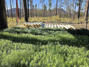 Seedlings and protective cones ready for planting.