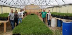 30,000 trees in the greenhouse before planting!