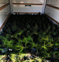 Tree seedlings loaded up for spring 2025 delivery