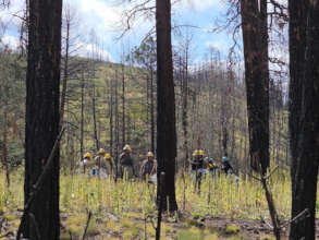 Post-wildfire reforestation work in E. Jemez Mts.