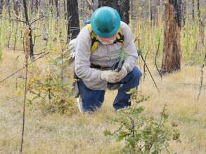One crew member plants a hopeful seedling.