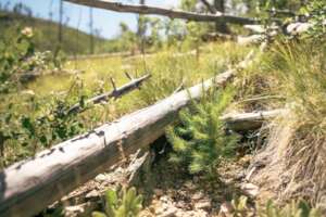 Seedling at Jemez Mountains restoration site, NM