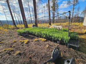 Fall25 Planting at Cerro Pelado Burn Scar, NM