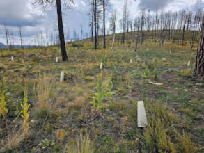 Protective cones shield trees in extreme weather.