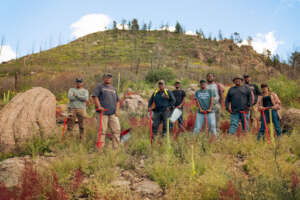 Reforestation efforts in New Mexico