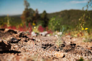 Hope springs eternal in new plantings