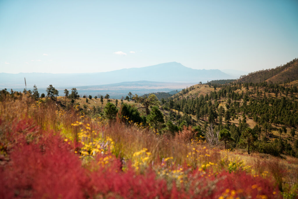 Reforestation site at Jemez Pueblo, New Mexico
