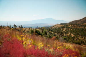 Reforestation site at Jemez Pueblo, New Mexico