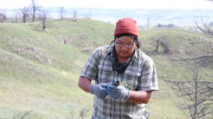 Carefully preparing tree seedling to be planted