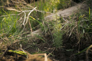 Douglas fir seedling on Jemez tribal lands