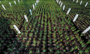 Specially adapted seedlings come to life!