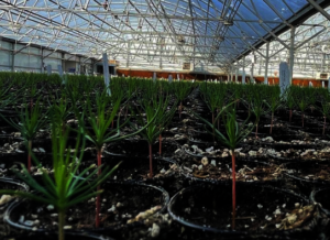 Local seedlings take root New Mexico.