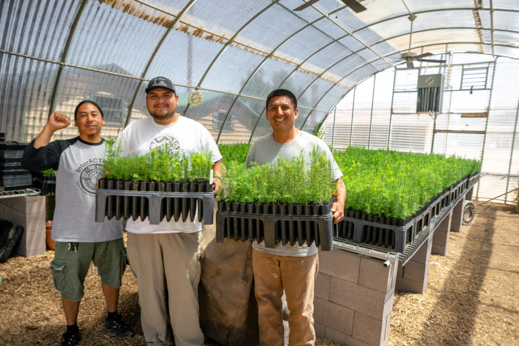 New Mexico Seedlings 2019