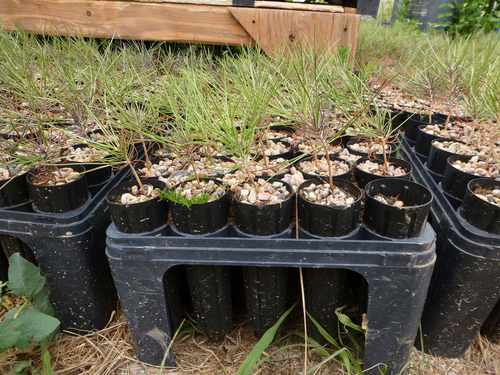 Ponderosa pine tree seedlings