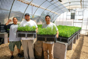 New Mexico Seedlings 2019