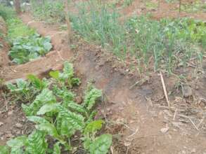 DNRC Kitchen garden