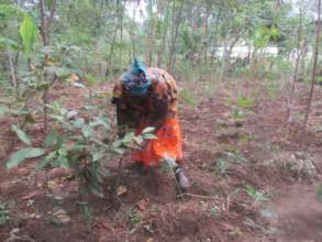 managing food forest