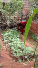 DNRC farmer tending her kitchen gardens with kales