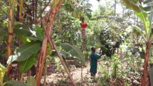 dnrc food forest