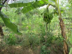 DNRC DEMO. FOOD FOREST