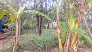 DNRC food forest march 2018