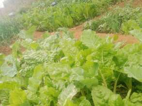 DNRC Kitchen garden
