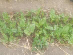 DNRC Kitchen Garden