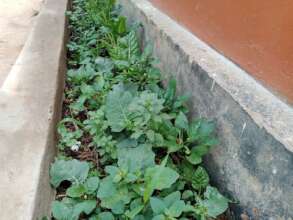 DNRC diverse Kitchen garden