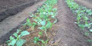 DNRC organic veg. garden
