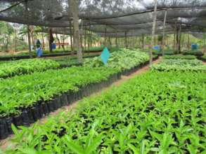 DNRC tree Nursery