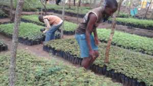 DNRC  nursery with Tree seedlings