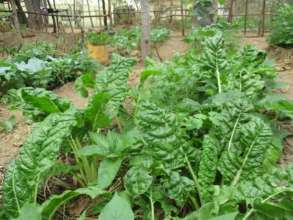 DNRC VEG. GARDEN