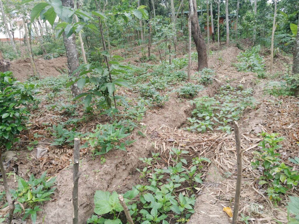 vegetable beds in food forest