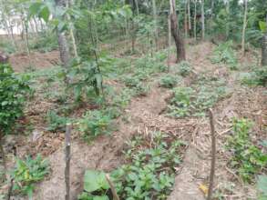 vegetable beds in food forest
