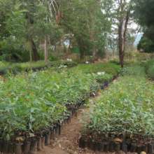 DNRC tree nursery with fruit tree seedlings