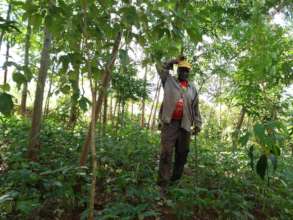 DNRC farmer in his woodlot-food forest