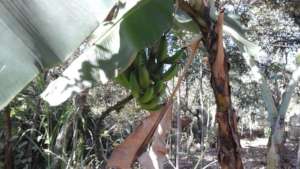 banana in the food forest