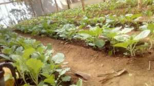 DNRC green house vegetables