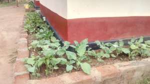 DNRC office vegetables which act as flower & food